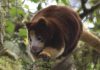 Saving PNG’s tree kangaroos