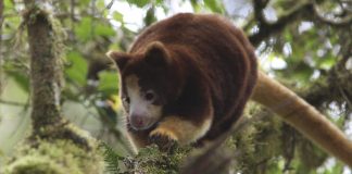 Saving PNG’s tree kangaroos