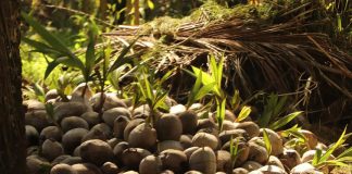 Minister for Agriculture visits Copra projects in Madang