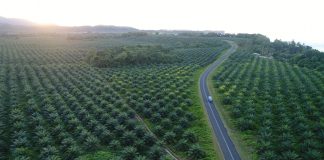 Markets in New Ireland benefiting from Better Roads