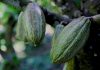Cocoa and vanilla farmers to benefit from new traceability system