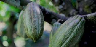Cocoa and vanilla farmers to benefit from new traceability system