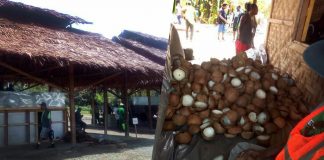 White Copra Introduced to Madang Farmers