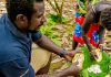 Bougainville cocoa farmers support extended