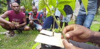 Boram CIS inmates and officers cloning cocoa