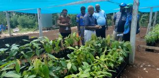 Cocoa farming on Djaul Island in New Ireland