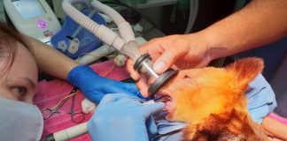 Teine-Tane goes to the Dentist