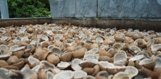 White Copra production on the rise in Kokopo District