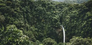 PNG’s forestry carbon credits issued for sale by government