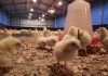 ESP to begin commercial chicken meat production