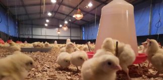 ESP to begin commercial chicken meat production