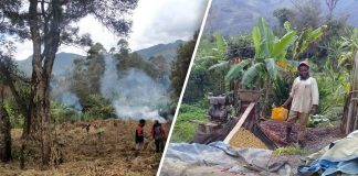 Fields replaced with coffee gardens in Wabag district
