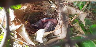 A 20-year first for Raggiana Bird of Paradise breeding