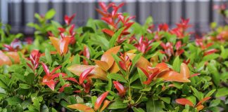 Plant Sale this weekend at Port Moresby Nature Park