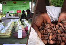 Bougainville chocolate festival 2023 underway