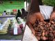 Bougainville chocolate festival 2023 underway